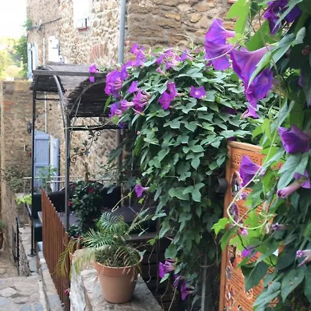 Les Bougainvilliers